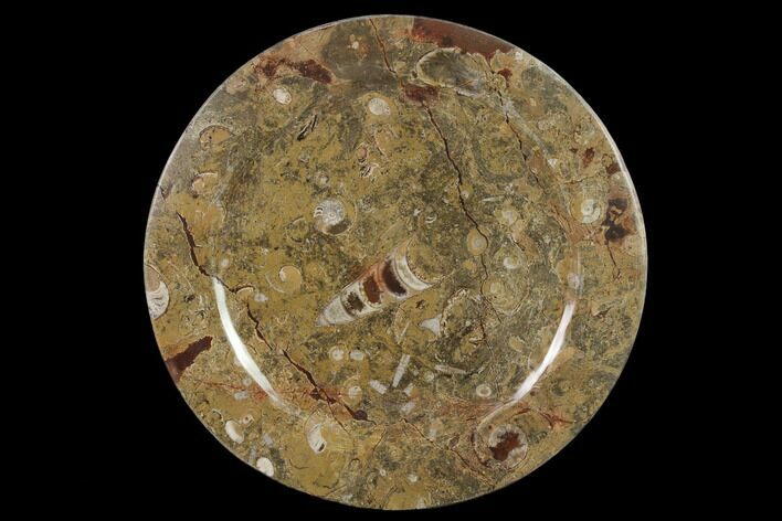 Fossil Orthoceras & Goniatite Round Plate - Stoneware #140054